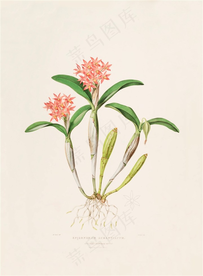 高清兰花手绘插画