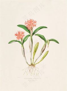 高清兰花手绘插画