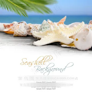 海星贝壳ppt背景图片