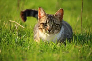 可爱猫咪 动物 素材 奶萌 (101)