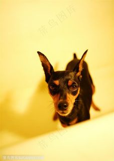 可爱狗狗-竖着耳朵迷你杜宾犬