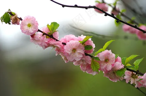 粉色樱花枝图片 粉色樱花枝图片