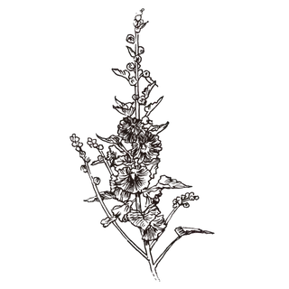 线条草本花卉手绘植物-蜀葵