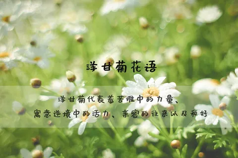 洋甘菊花语图片 洋甘菊花语图片