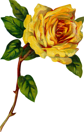 古典花卉png免扣素材