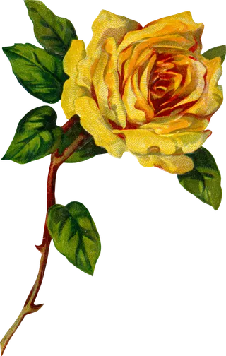 古典花卉png免扣素材