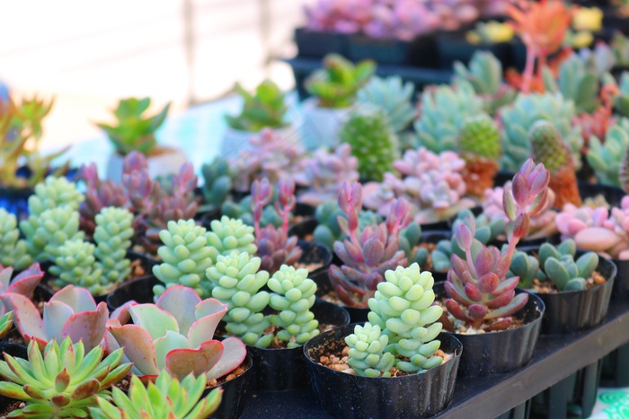 迷你多肉植物盆栽图片