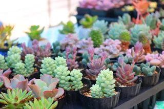 迷你多肉植物盆栽图片