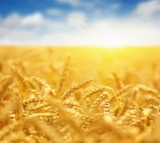 美丽的麦田景色