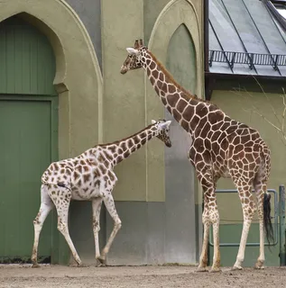 长颈鹿动物非洲鹿动物园设计素材