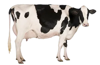 黑白点现代农业