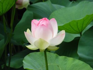 荷塘绽放荷花图片