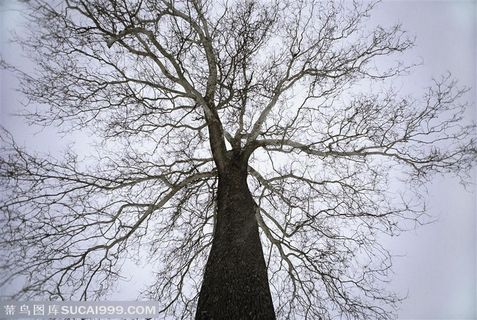 树木树叶- 仰视一颗掉光树叶的大树