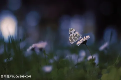 高清唯美蝴蝶采蜜雏菊图片 高清唯美蝴蝶采蜜雏菊图片