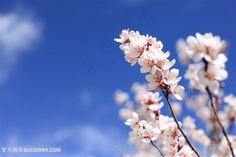 蓝天白云下的美丽樱花图片