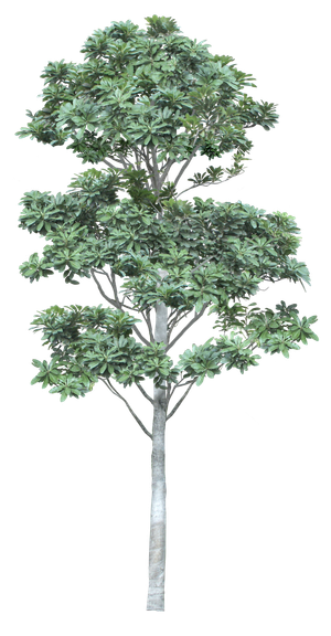 高清树木素材 免抠PSD植物素材 美术绘画园林贴图 树草灌木花草