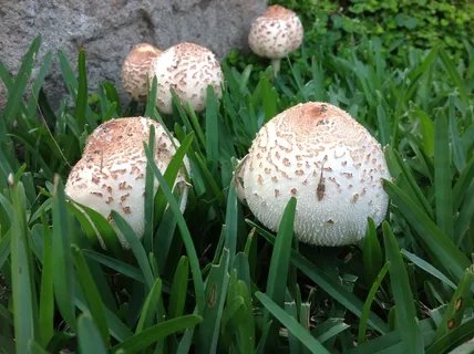 白色小滑菇图片 白色小滑菇图片