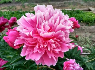 绿色背景中娇艳的牡丹花