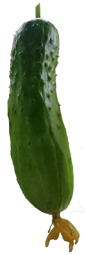 新鲜小黄瓜水果黄瓜免抠摄影元素素材