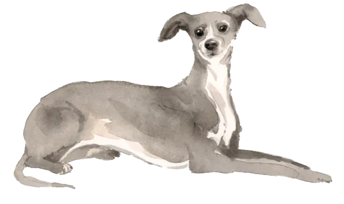 狗狗水彩画插画免扣素材可爱宠物狗