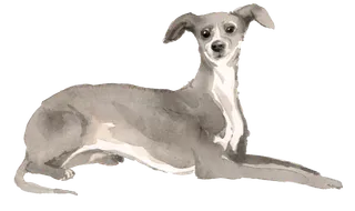 狗狗水彩画插画免扣素材可爱宠物狗