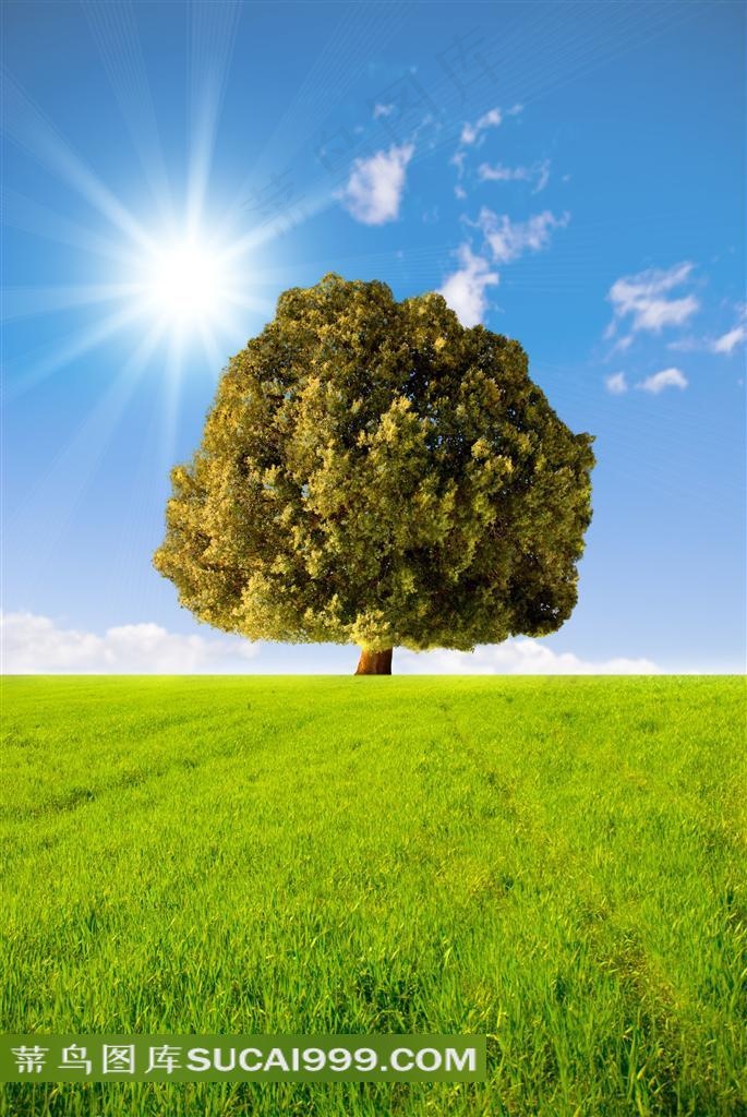 天空草地大树高清图片