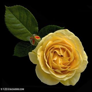 超高清黄色玫瑰鲜花图片