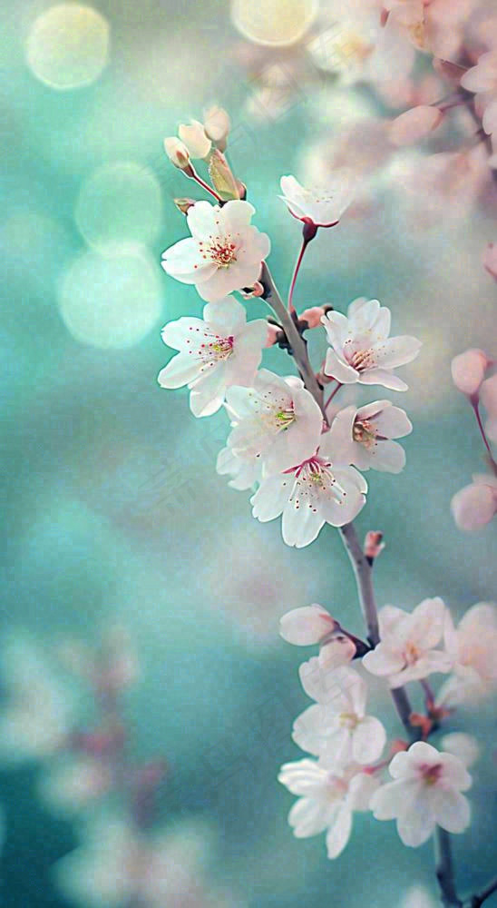 春天唯美清新白色鲜花樱花，文艺新鲜浪漫情人节摄影图(816x1488)