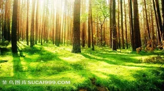 漂亮绿色树林风景图片