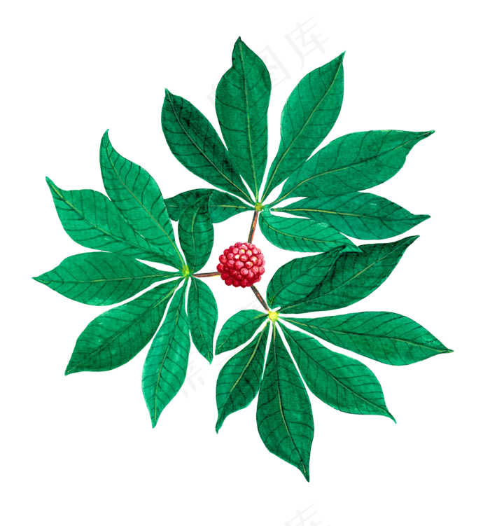 手绘草本中药药材