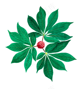 手绘草本中药药材