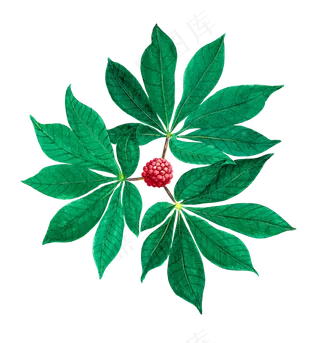 手绘草本中药药材