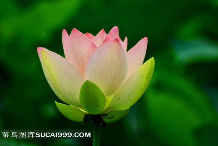 迷人娇美的荷花素材