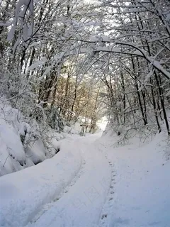 树林阳光雪景 树林阳光雪景