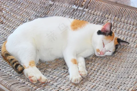 白色小猫睡觉图片 白色小猫睡觉图片