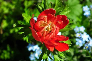 红色海葵花微距摄影图片