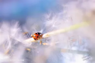 唯美蒲公英上的七星瓢虫摄影图片