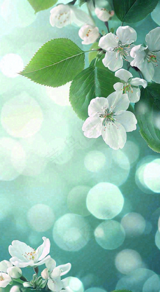 白色樱花花朵鲜花在阳光下，春天立春春分惊蛰摄影图(816x1488)
