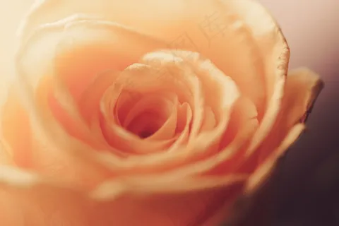 唯美意境玫瑰花特写图片