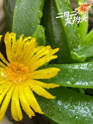 多肉，开花 绿色 种植