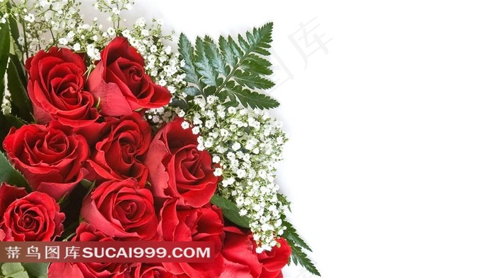 红玫瑰花桌面壁纸