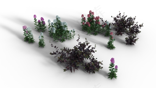 植物, 灌木, 透明的, 背景, 孤立, 花朵