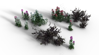 植物, 灌木, 透明的, 背景, 孤立, 花朵