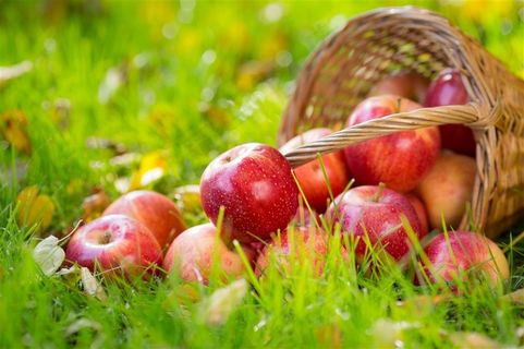 阳光下美味的水果图片