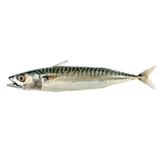 鱼类(27)海鲜超市商品红酒白底图免抠实物摄影png格式图片透明底