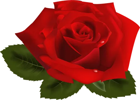 玫瑰花植物红色