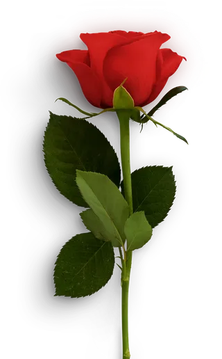 免抠情人节一朵玫瑰花素材