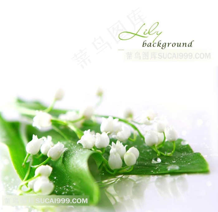 铃铛花素材图片