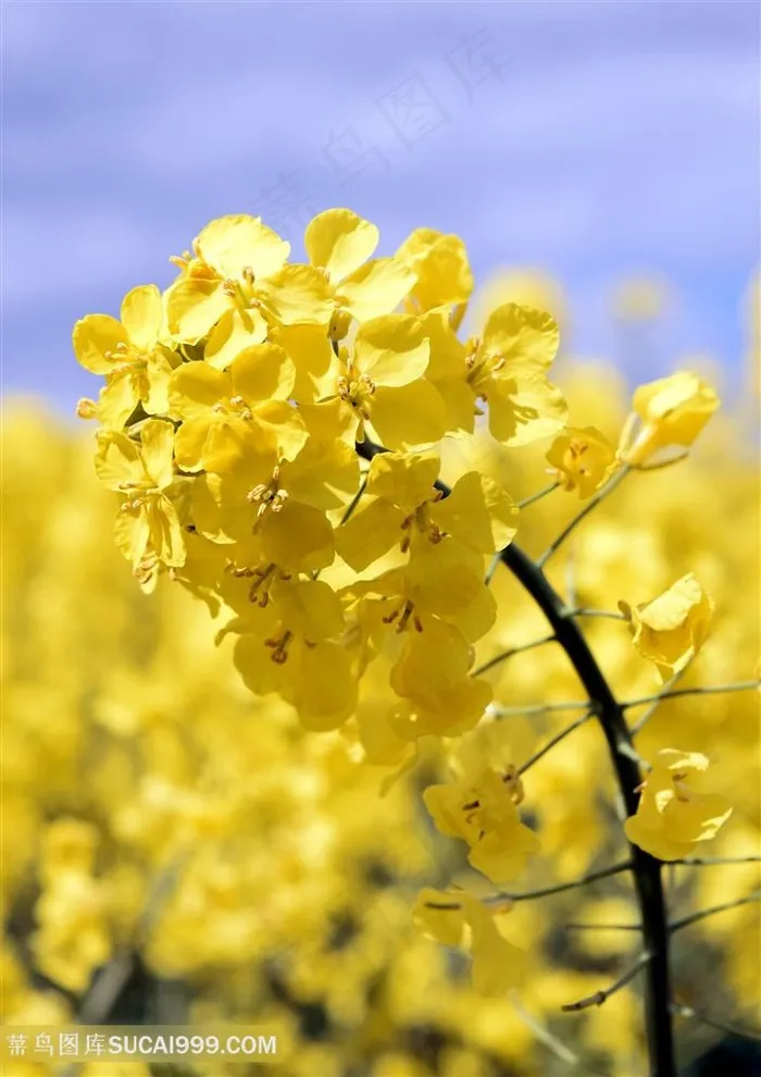 花海油菜花图片海报