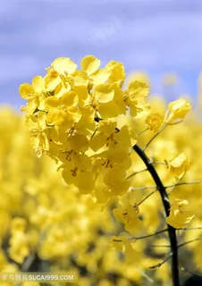 花海油菜花图片海报 花海油菜花图片海报